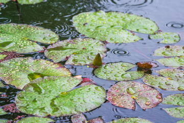 夏の雨降りの池　ハスの葉が水滴に濡れる112