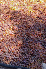 Grapes drying naturally in the sun to make raisins in an open-air factory in Fiambala, Catamarca. An important process for food and wine tourism.