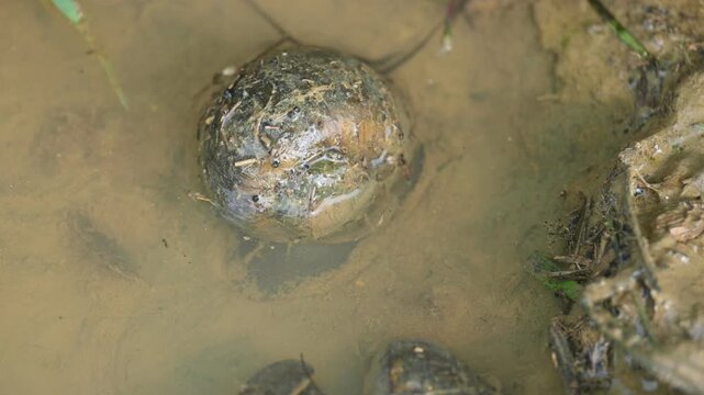 Pomacea canaliculata snail. Other name golden apple snail&nbsp;and channeled apple snail. Its species&nbsp;of large&nbsp;freshwater snail&nbsp;with&nbsp;gills&nbsp;and operculum, &nbsp;aquatic&nbsp;gastropod&nbsp;mollusc&nbsp;in family&nbsp;Ampullariidae.