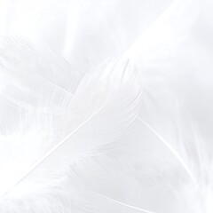 Soft white feathers