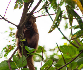 Monos capuchinos (Sapajus apella) comiendo frutos silvestres en el bosque de galería del río Yacuma