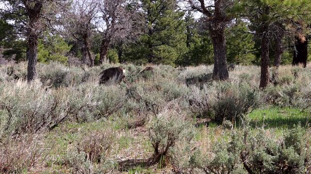 A herd or family of Mule Deer in their natural habitat at Bears Ears National Monument in Utah