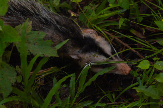 Zarig&uuml;eya, marsupial en la amazonia de bolivia