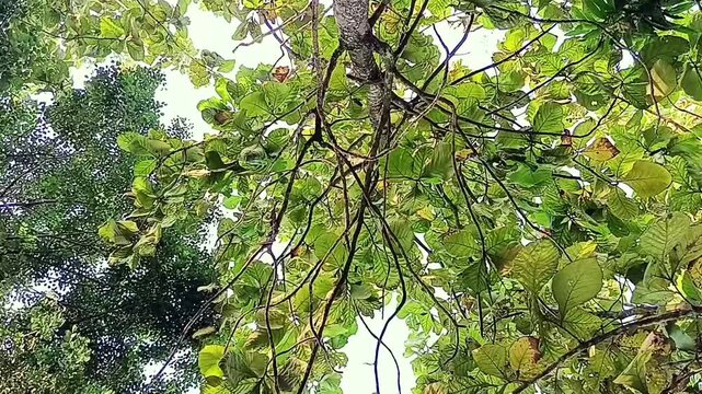View from under the Stereospermum tetragonum tree, also known as the yellow snake tree