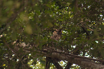 Aves de la amazonía boliviana en pampas del Yacuma, con presencia de garzas, búhos, águilas, hoatzin y pavos silvestres (mitu tuberosum y pipile cumanensis)