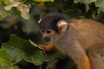 Monos ardilla amarillos (Saimiri boliviensis) de varias edades, hembras, machos, adultos y crías comiendo frutas y flores