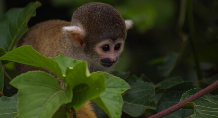 Monos ardilla amarillos (Saimiri boliviensis) de varias edades, hembras, machos, adultos y crías comiendo frutas y flores