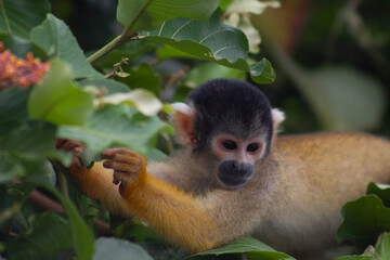 Monos ardilla amarillos (Saimiri boliviensis) de varias edades, hembras, machos, adultos y crías comiendo frutas y flores