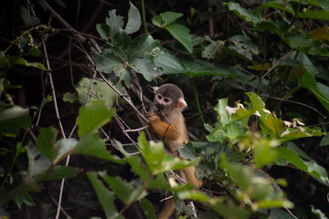 Monos ardilla amarillos (Saimiri boliviensis) de varias edades, hembras, machos, adultos y crías comiendo frutas y flores