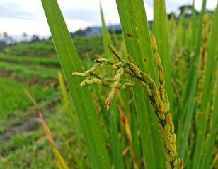 Close-up of rice paddy with unripe grain