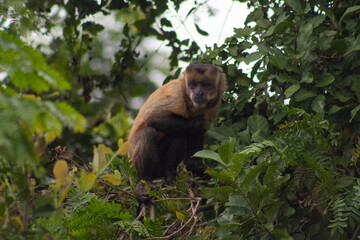 Monos capuchinos (Sapajus apella) comiendo frutos silvestres en el bosque de galería del río Yacuma