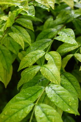 water drop on green leaf in the garden, natural background in springtime