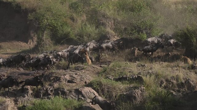 Lion hunting wildebeest in the Maasai Mara during the great migration in Africa 