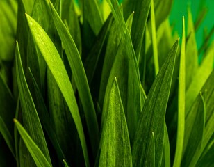Obraz premium Close-up of vibrant green grass blades