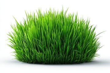 Lush green grass clump against white background (1)