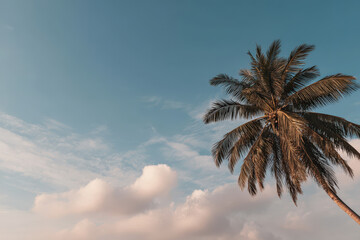 stunning tropical palm tree is captured from low angle against beautiful sky filled with clouds