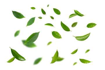 Falling tropical green leaves isolated on white background.