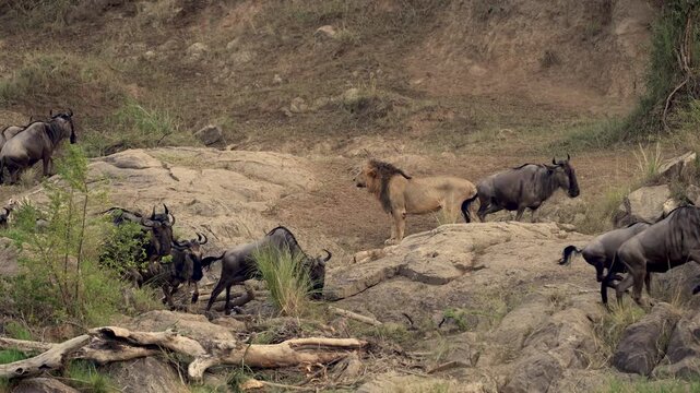 Lion hunting wildebeest in the Maasai Mara during the great migration in Africa 
