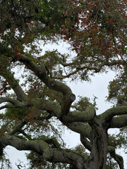 California oak tree covered with moss