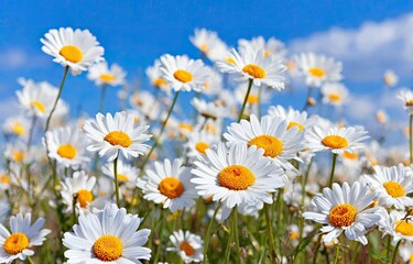 A field of white daisies against a vibrant blue sky. 