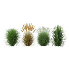 Obraz premium green pine cone