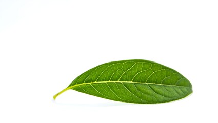 Obraz premium Isolated, bright green leaf displays intricate vein structure against a stark white backdrop.