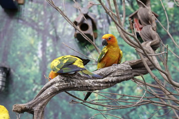 Colorful parrots in the zoo