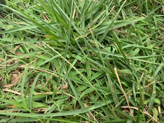 green grass background