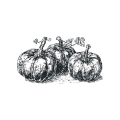 Group of Three Pumpkins with Vines and Leaves