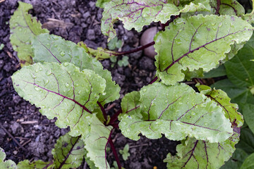 Fototapeta premium Beetroot leaves from above