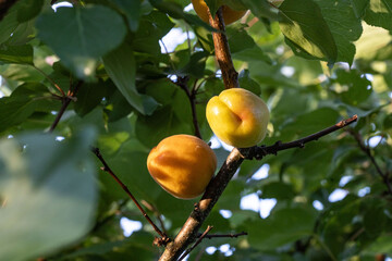 Apricots