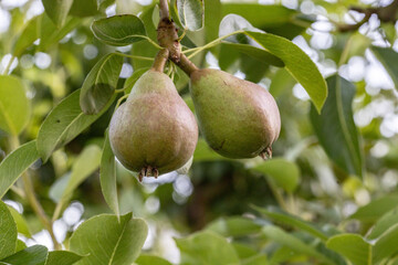 Pears