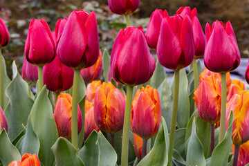 Fototapeta premium tulips in the garden