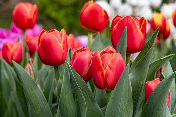 Naklejka premium Red tulips