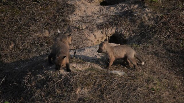 Red fox kits at their den in the spring - Canadian Rockies