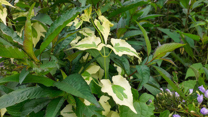 Mikania Micrantha plant or in Indonesian called sembung rambat with variegated condition