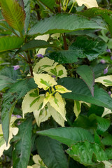 Mikania Micrantha plant or in Indonesian called sembung rambat with variegated condition