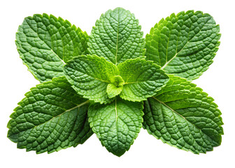 A cluster of fresh green mint leaves, showcasing their textured surface and vibrant color, isolated on transparent background, perfect for culinary use or as a natural aromatic herb