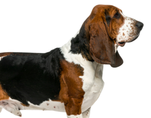Basset Artésien Normand Standing in Side Profile, Isolated on Transparent Background.