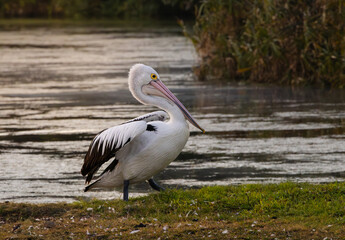 An Australian Pelican walking with water background