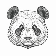 Panda vintage engraving sketch illustration with detailed retro line art of the giant bear species, perfect for wildlife themes, conservation designs, vintage animal prints, nature artwork, 