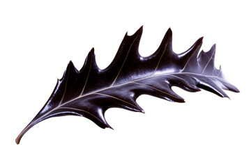 Dark Jagged Leaf with Visible Veins on White Background, cut out transparent