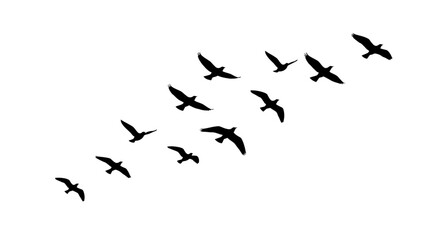 A vector illustration shows a flock of eagles soaring in a diagonal formation against a bright white sky, creating a sense of freedom and migration.