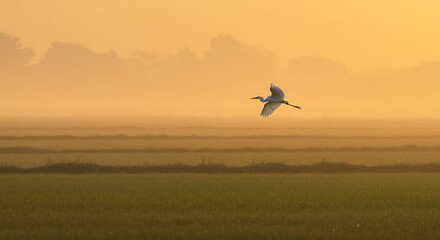 Fototapeta premium A serene Great Egret gracefully soars through a misty, golden sunrise over a tranquil rice paddy field.