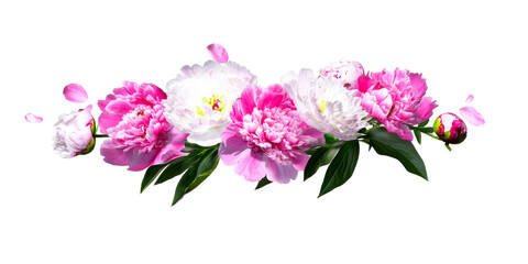 Fototapeta premium Pink and white peonies with falling petals and green leaves on white, cut out transparent