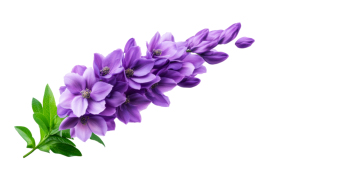 Purple Delphinium Flowers with Green Leaves on a White Background, cut out transparent