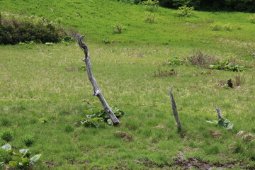 春の佐渡島。トンデン山ハイキング。湿地帯。