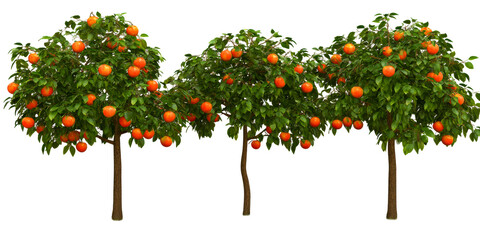 Fototapeta premium Three Lush Orange Trees Laden with Ripe Fruit Against White Sky, cut out transparent
