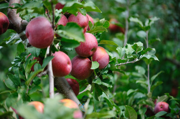 Red apples grow on tree in the garden