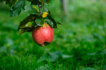 Red apples grow on tree in the garden